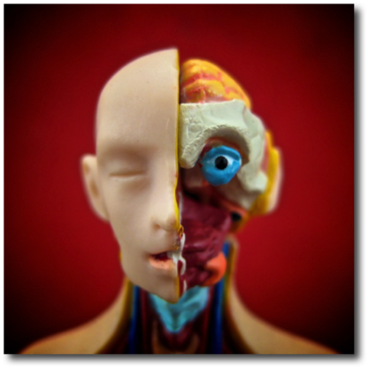 Anatomical Man
2013